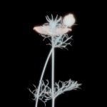 Secret Light 03