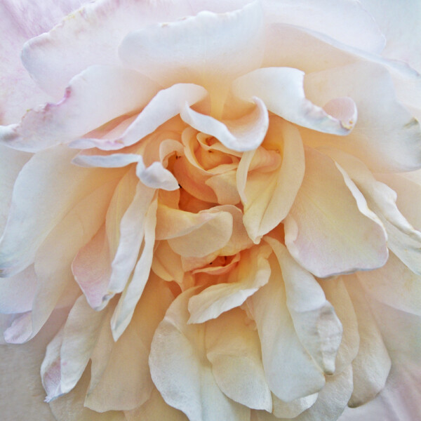 Silver Moon Rose