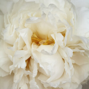 Snow White Peony