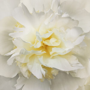 Sunrise Peony