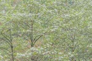 Dogwood, Forest, Yosemite National Park