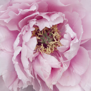 Tickled Pink Peony