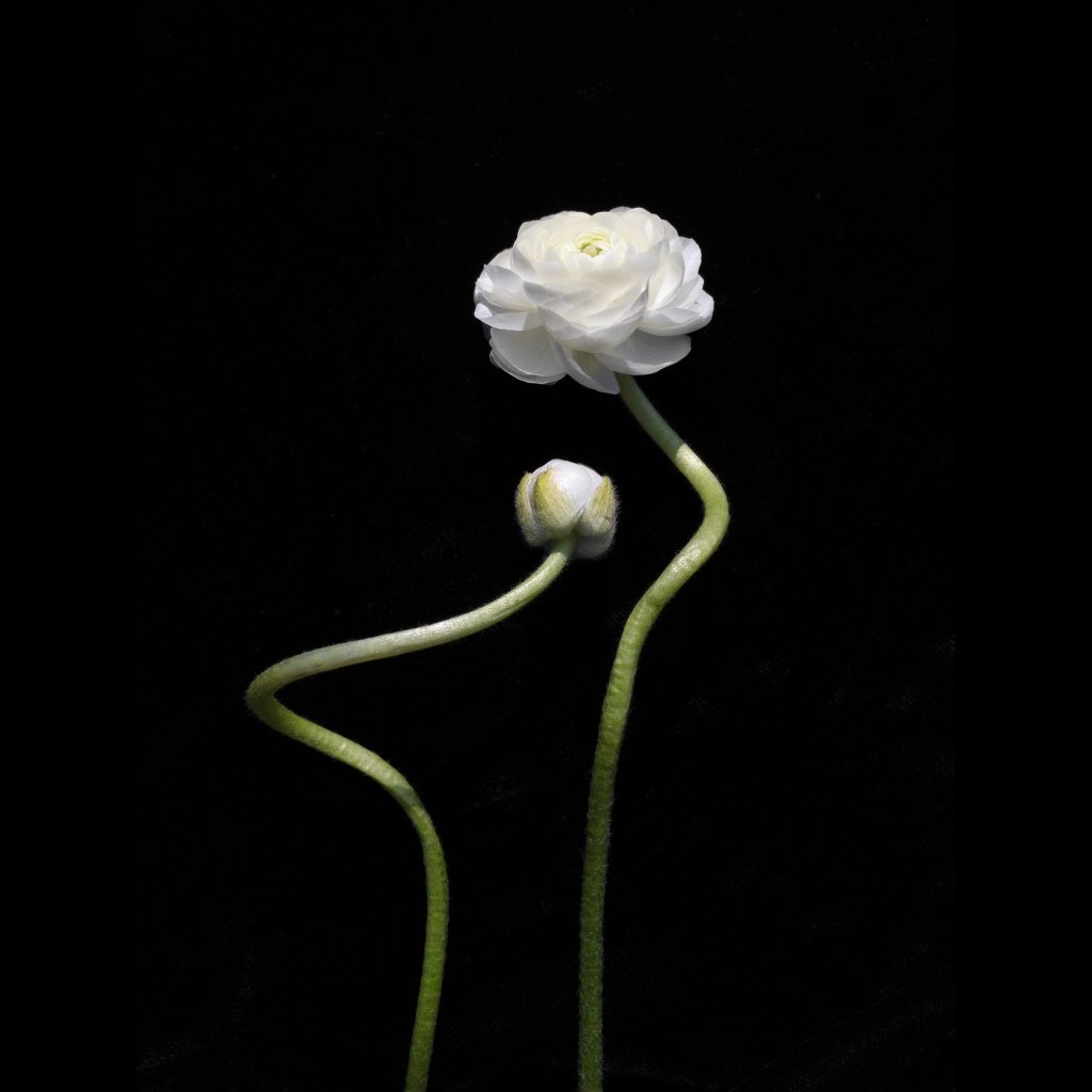 White Ranunculus