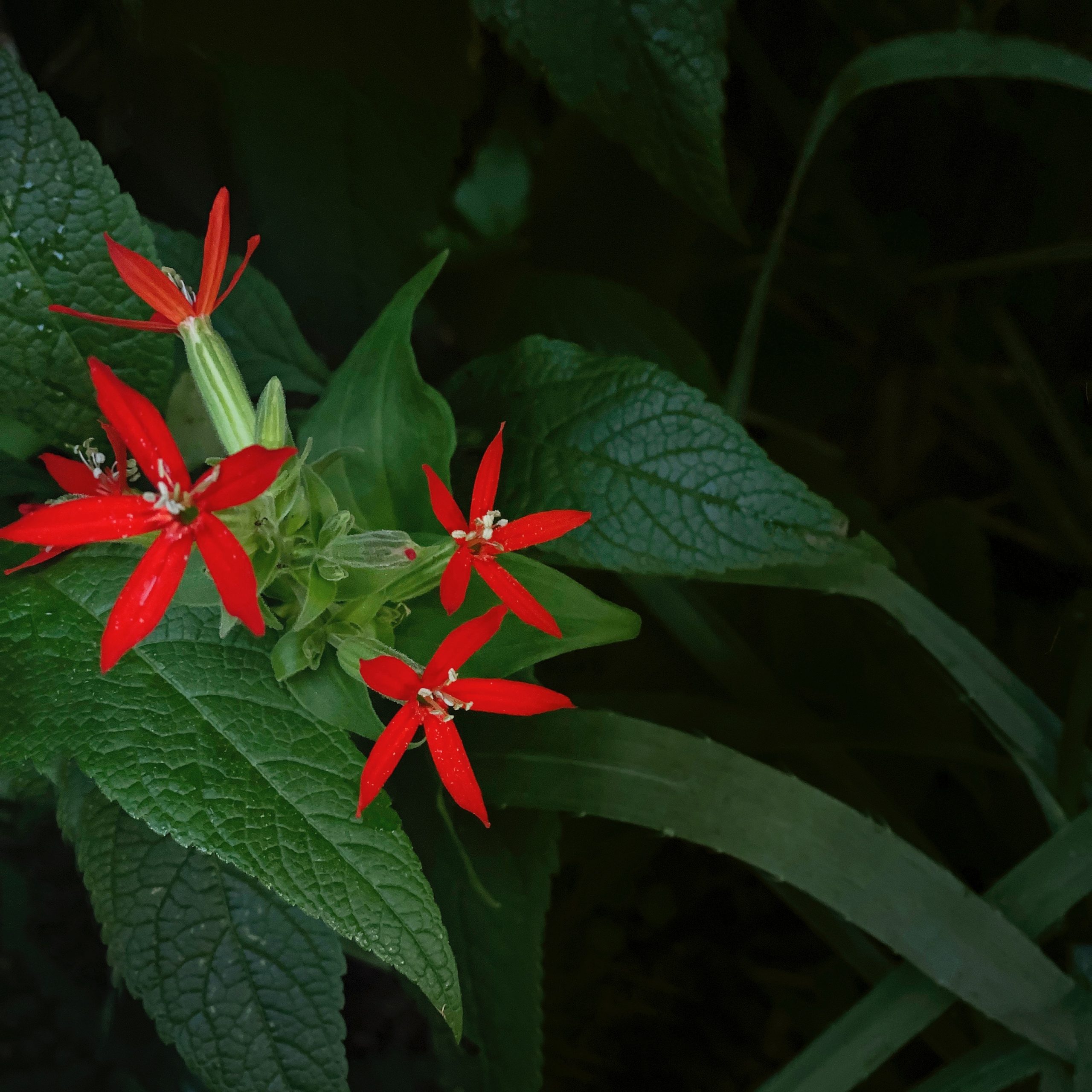 Scarlet Catchfly