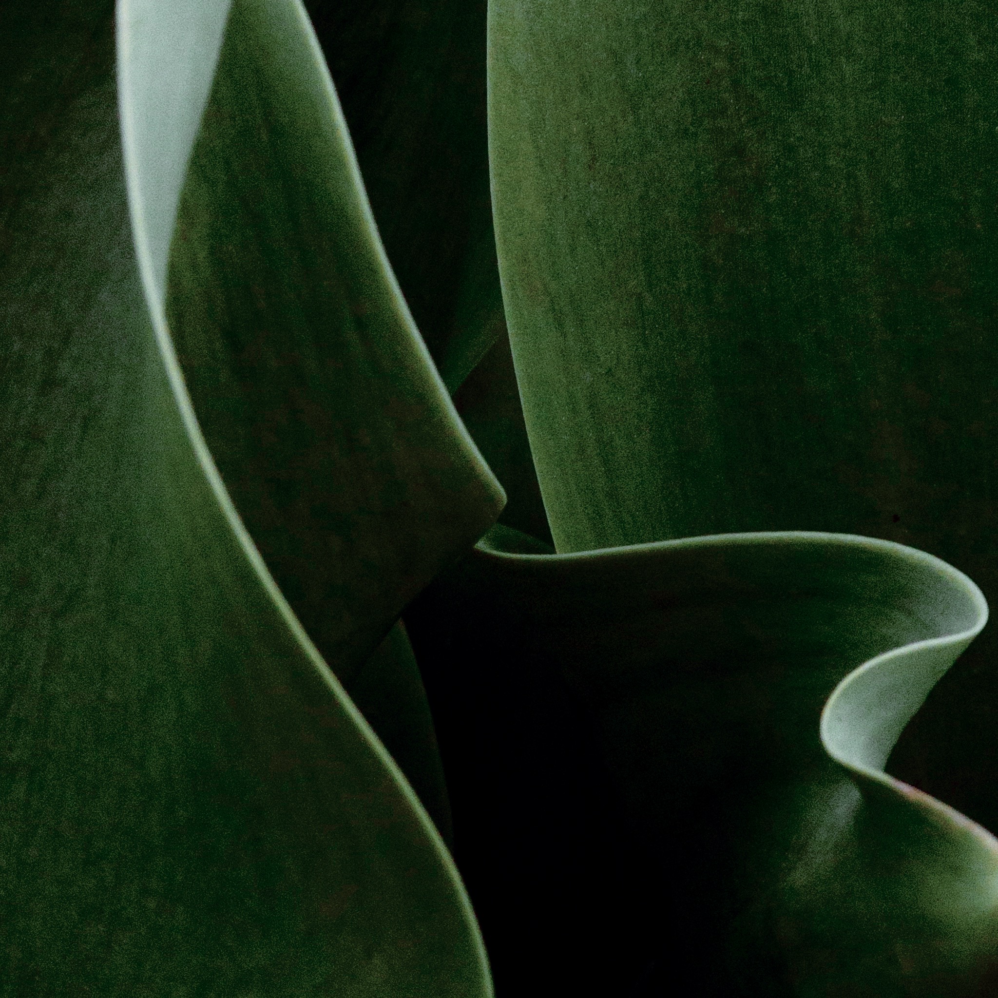 Tulip Abstract No 5