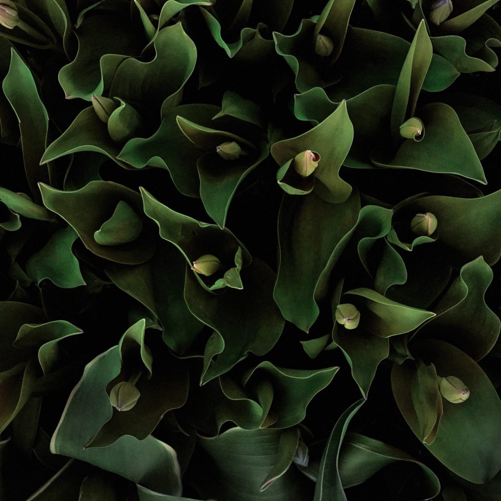 Tulip Abstract No 7