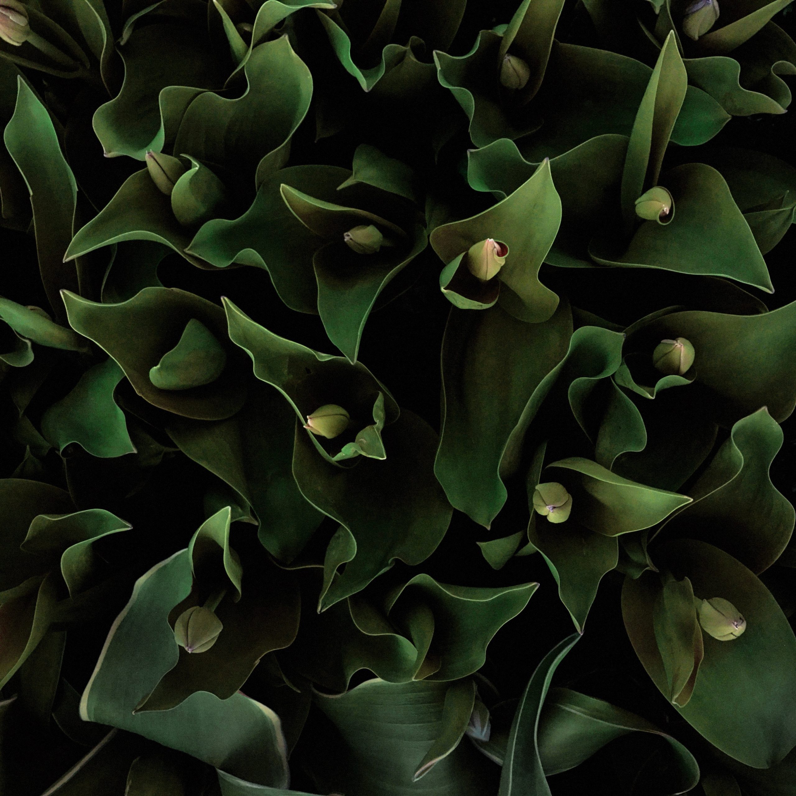 Tulip Abstract No 7