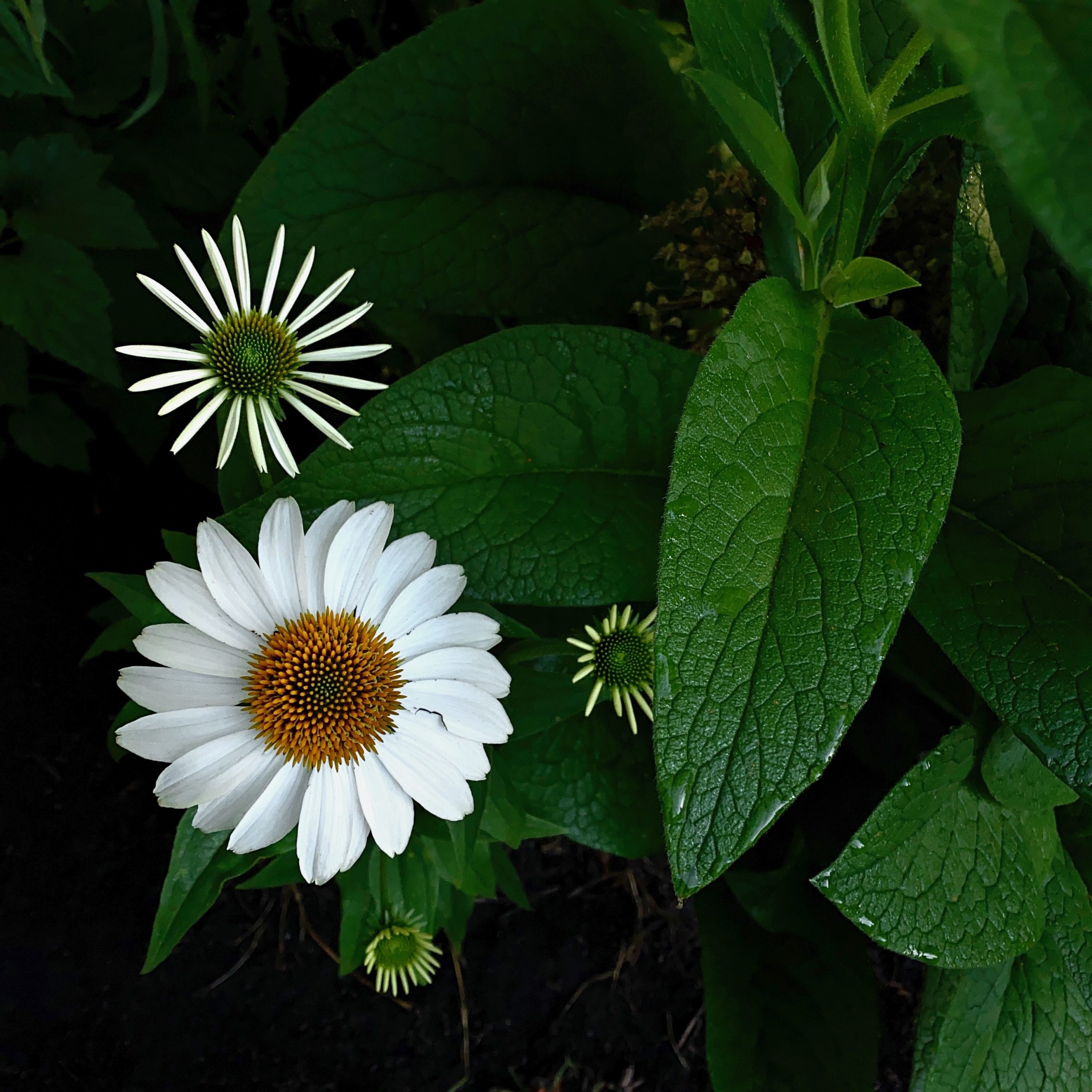 White Coneflower