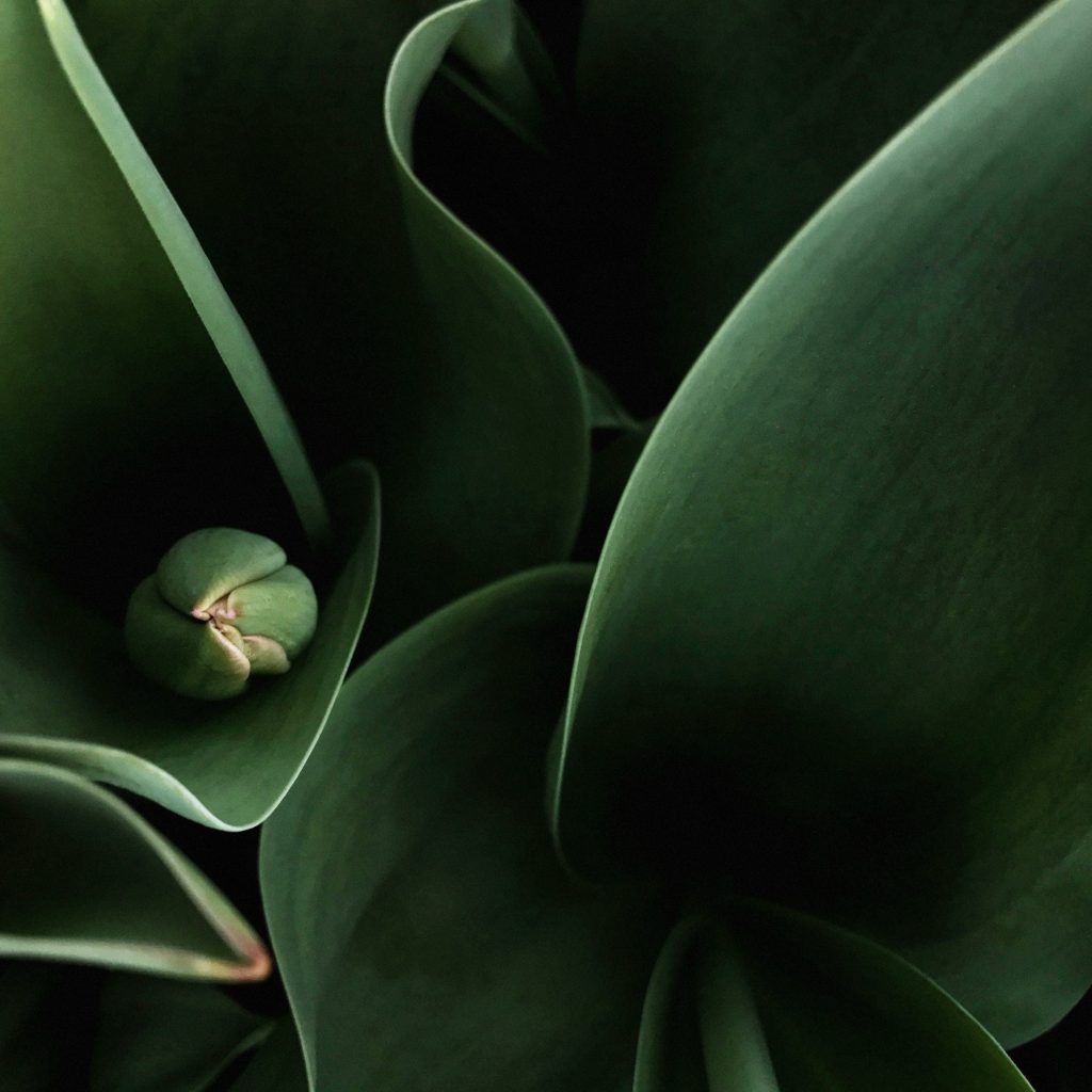 Tulip Abstract No 3