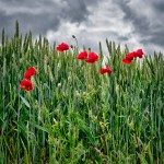 Red Poppies, Normandy