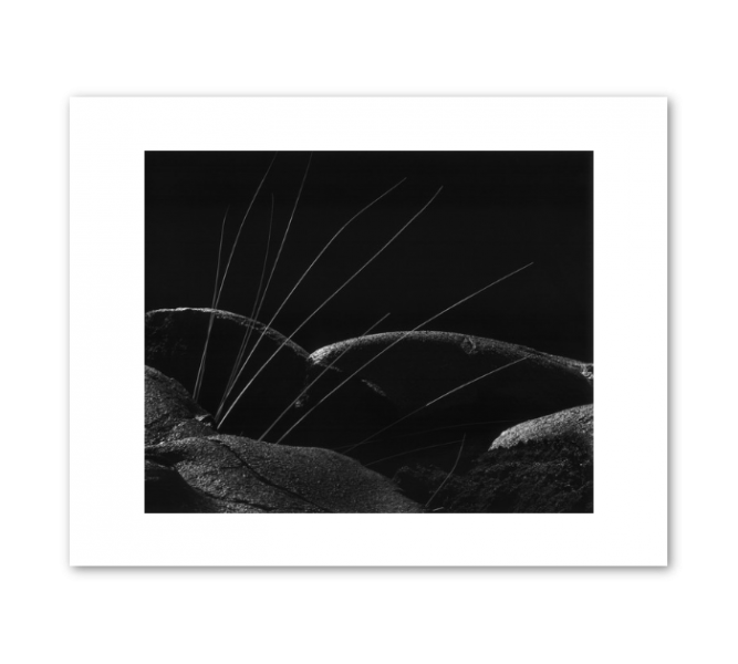 Reeds and Lava: Brett Weston