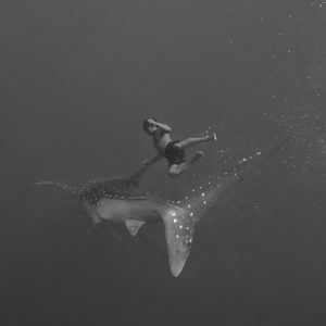 Whale Shark