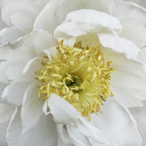 Whisper Soft Peony