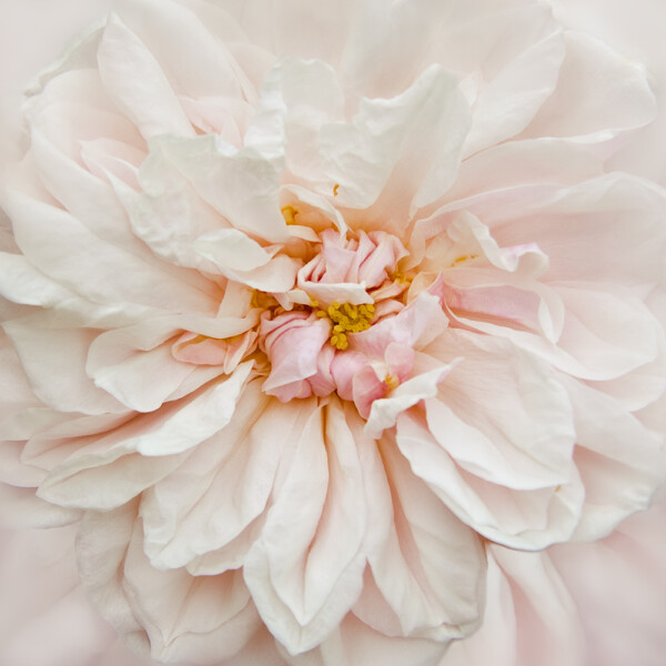 Wonderland Rose I