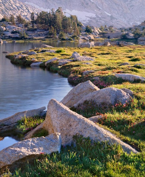 Rocks and Wildflowers, Upper Young Lake, Yosemite