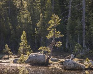 Backlit Pines, Small Pond, Yosemite Back Country