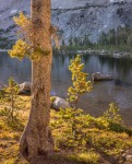 Backlit Trees, Lake Shoreline, Yosemite