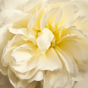 Yellow Rose of Texas