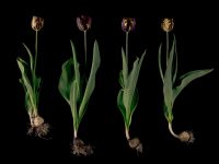 Absolon Broken Tulip