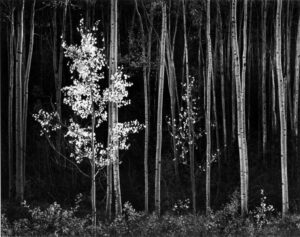 Ansel Adams