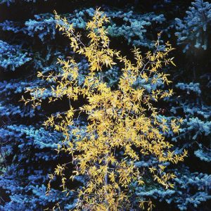 Bright Young Cottonwood, Colorado