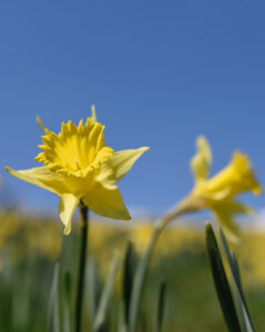 Sunfall : Center Panel