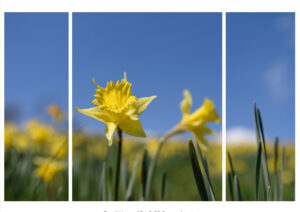 Sunfall: 3 Panel Series