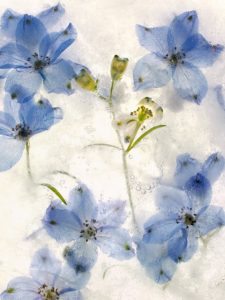 Color – Ice Form 43