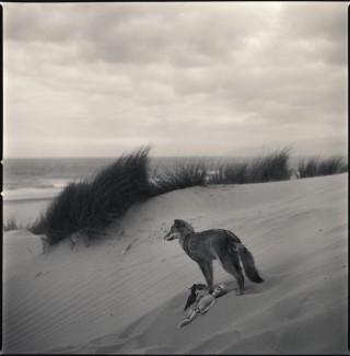Coyote on Dunes 2