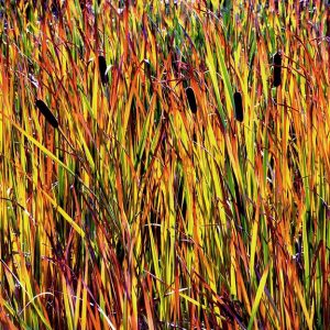 Cattail Fiesta, S. Dakota