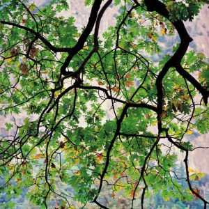 Draping Oak Branch, CA