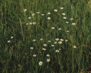 Daisies and Morning Dew, Oregon