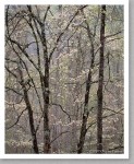 Dogwood, Spring, Great Smoky Mountains