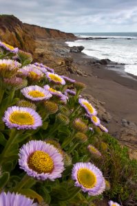 San Simeon Wildflowers
