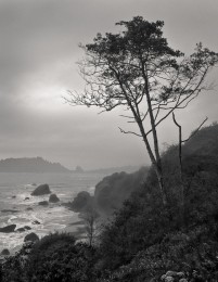 Misty Morning, Trinidad Coast