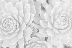 Succulents #2, Ahwahnee