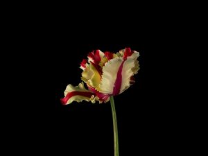 Flaming Broken Parrot Tulip I