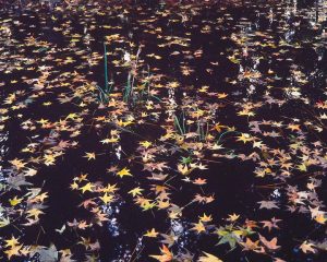 Floating Stars, Florida