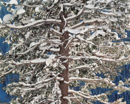 Fir and Snow, Wyoming