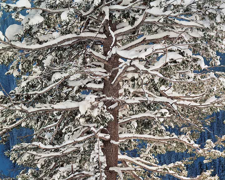 Fir and Snow, Wyoming