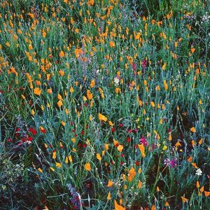 Festive Spring Wildflowers, California