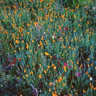 Festive Spring Wildflowers, California