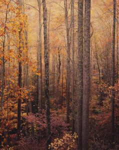 Glowing Appalachian Forest. VA