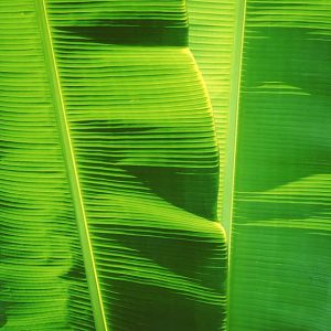 Green Banana Leaves, Hawaii