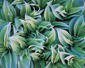 Green Veratrum, Alaska