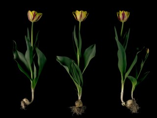Helmars Broken Tulips