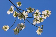 Dogwood Blossom #2