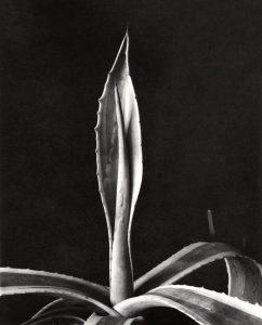 Imogen Cunningham