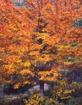 Illuminated Sugar Maple, Vermont