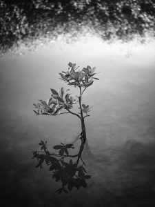Mangrove Landscape